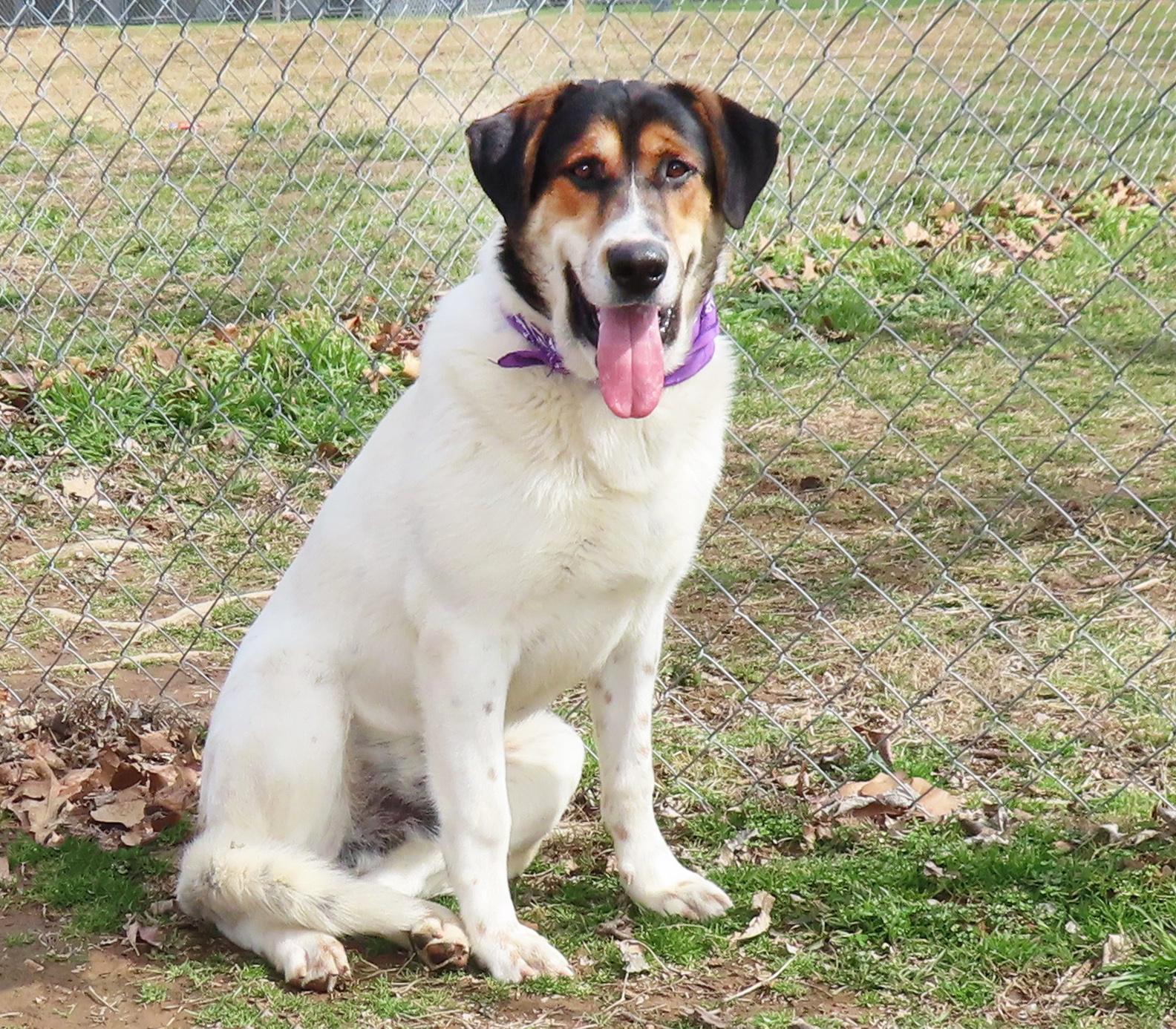 Harper, an adoptable Collie, Hound in St. Cloud, MN, 56301 | Photo Image 3