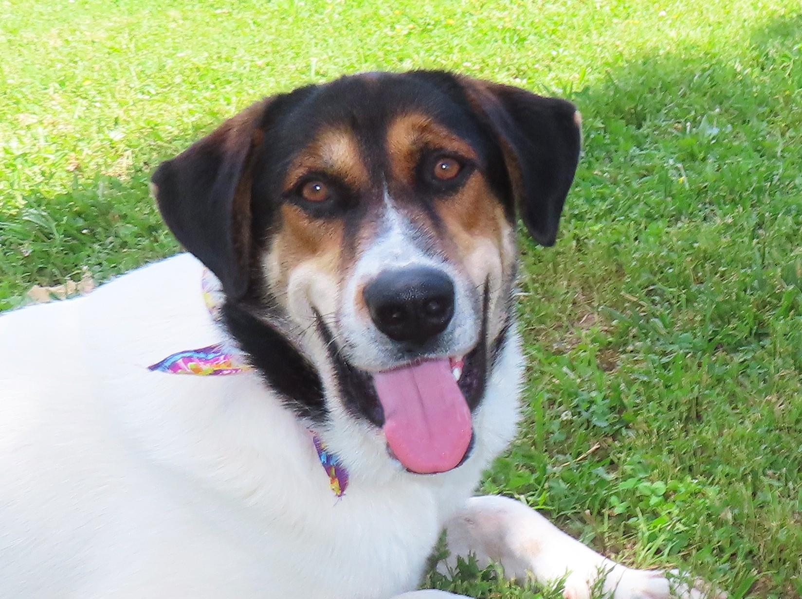 Harper, an adoptable Collie, Hound in St. Cloud, MN, 56301 | Photo Image 5