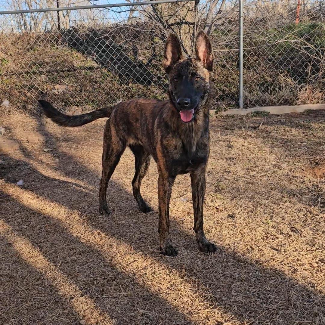 Emunah, a Adoptable Dutch Shepherd in Harrah, OK image 1/2