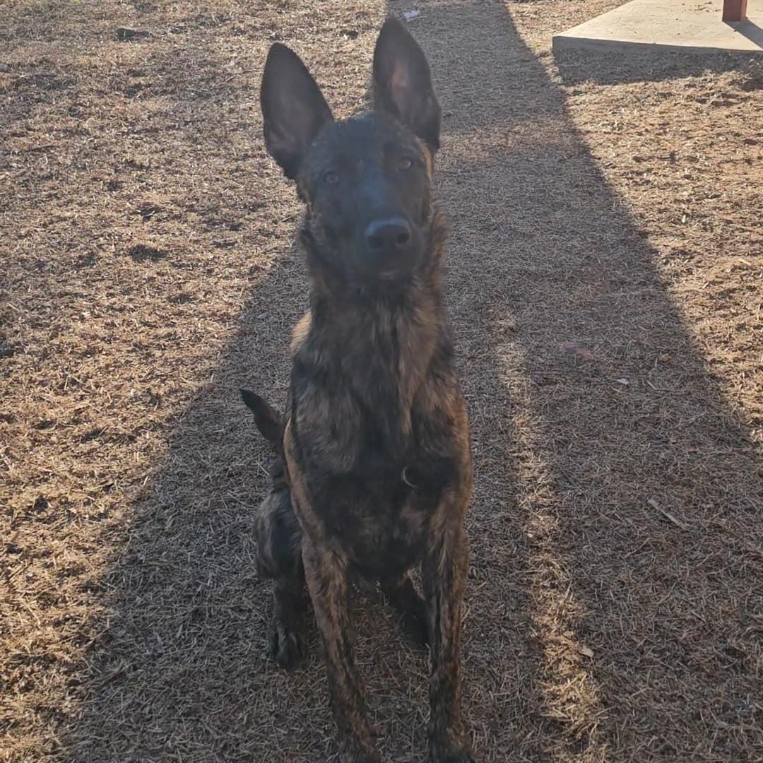 Emunah, a Adoptable Dutch Shepherd in Harrah, OK image 2/2