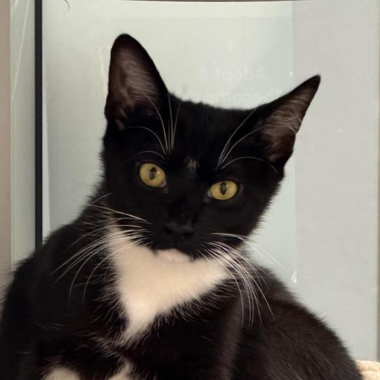 Tux, Adoptable, Young Male Domestic Short Hair.