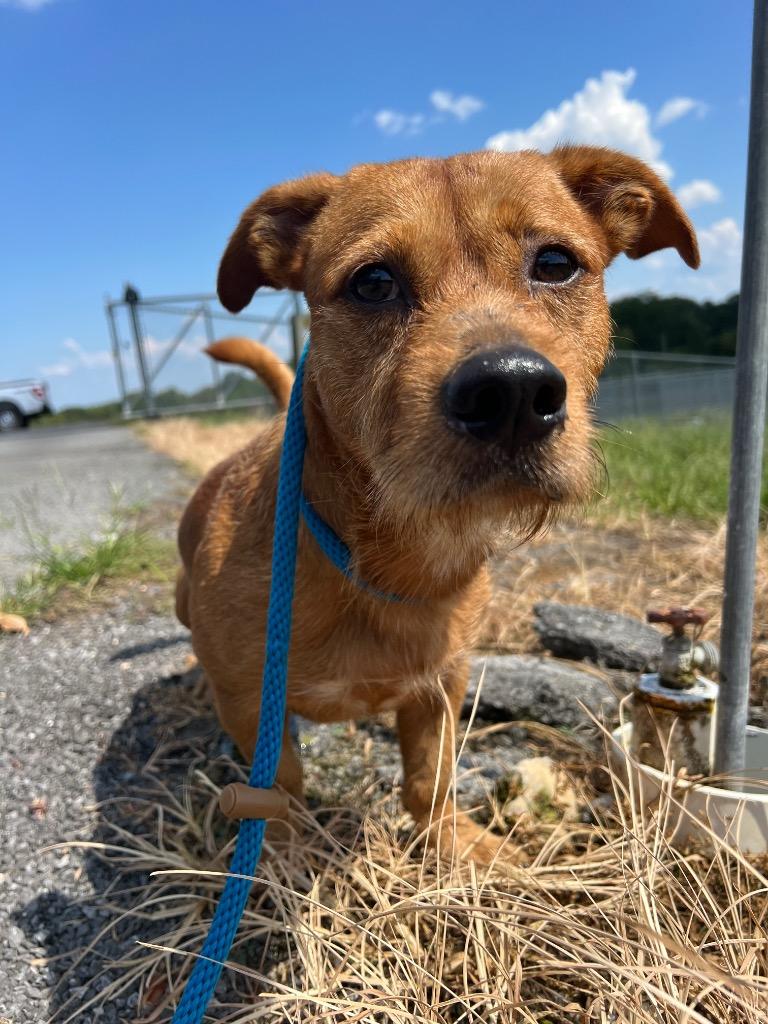 Limo, Adoptable, Young Male Dachshund & Wirehaired Terrier.