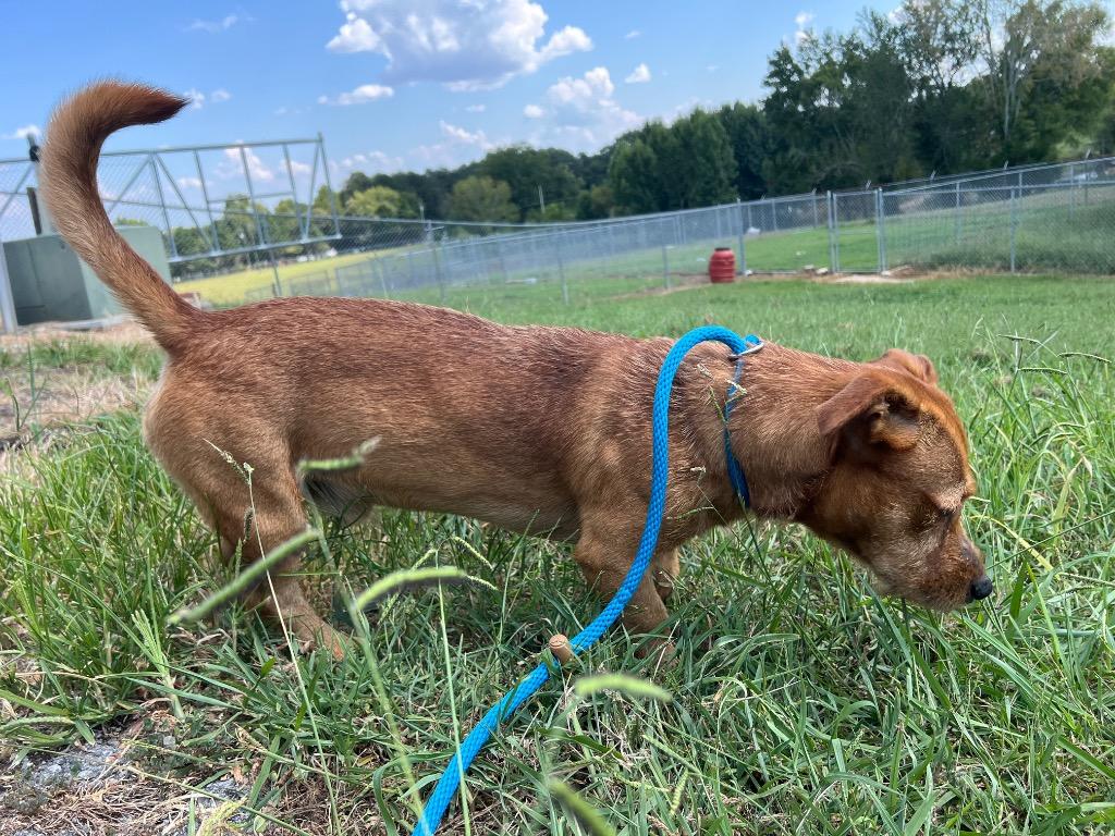 Enlarge Limo, a Adoptable mixed breed in Chickamauga , GA image 2/2