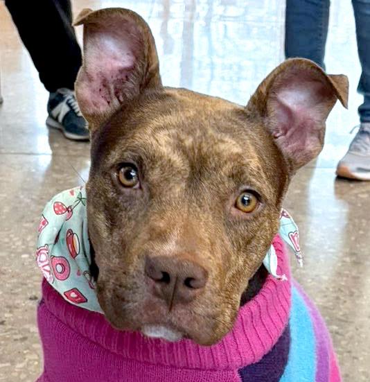 Enlarge Princess (AO35944), a ADOPTABLE mixed breed in Kansas City, KS image 1/6