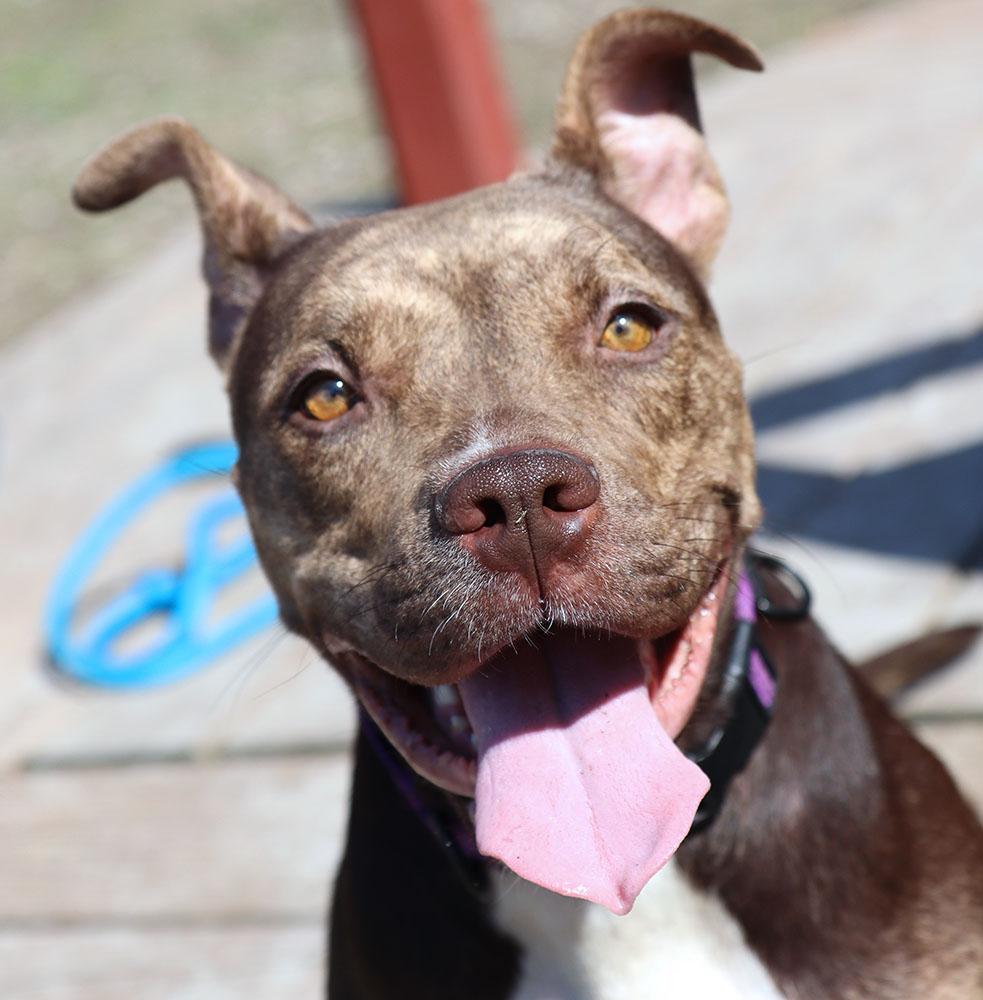 Enlarge Princess (AO35944), a ADOPTABLE mixed breed in Kansas City, KS image 6/6