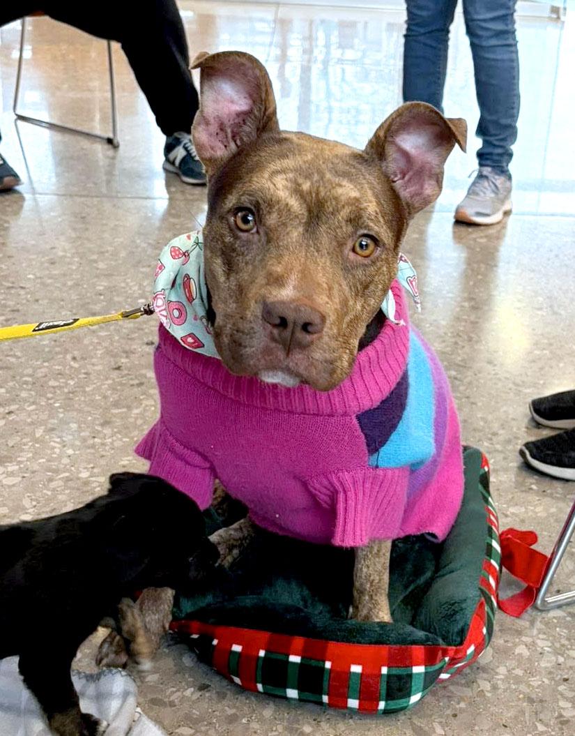 Enlarge Princess (AO35944), a ADOPTABLE mixed breed in Kansas City, KS image 3/6