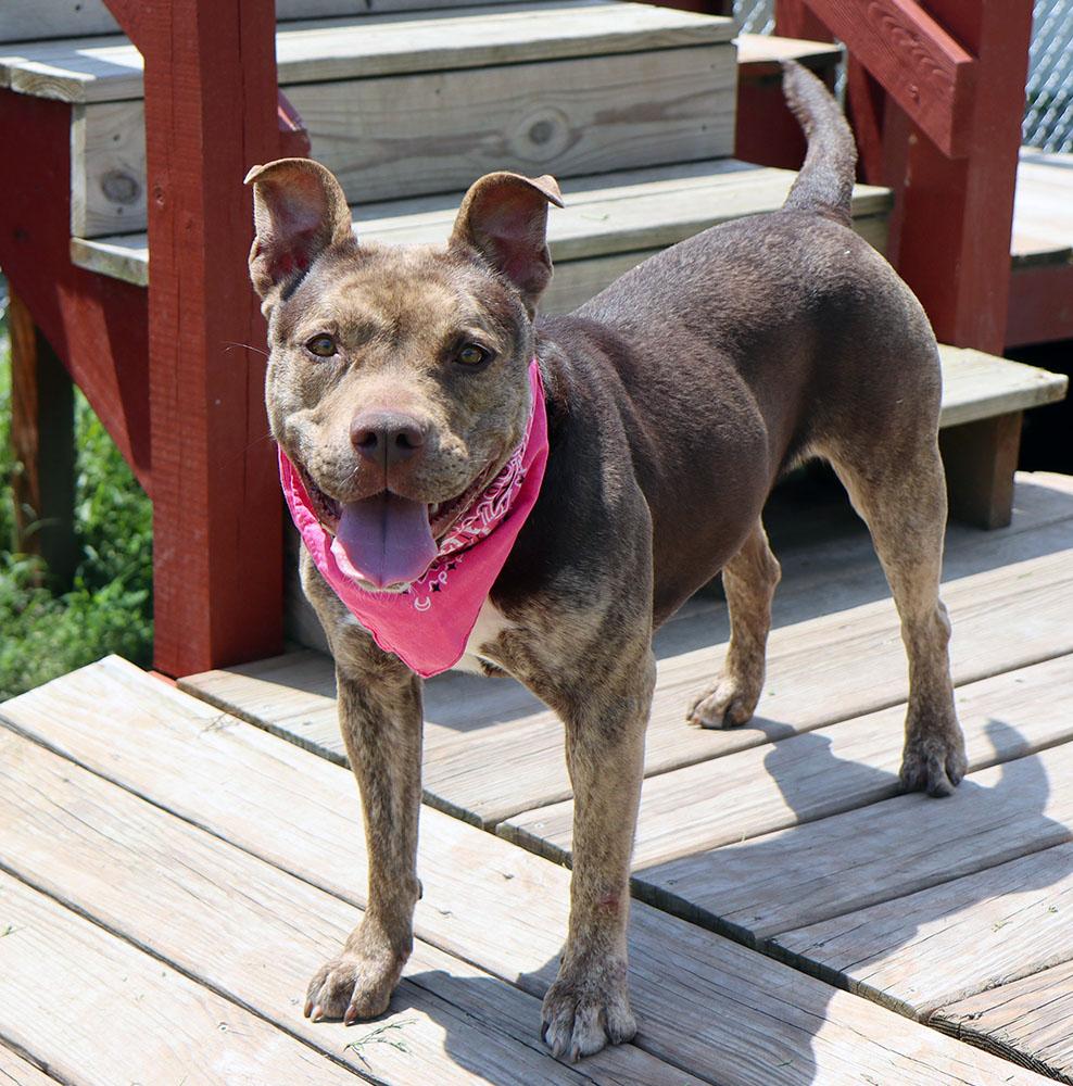 Princess (AO35944), a ADOPTABLE mixed breed in Kansas City, KS image 3/6