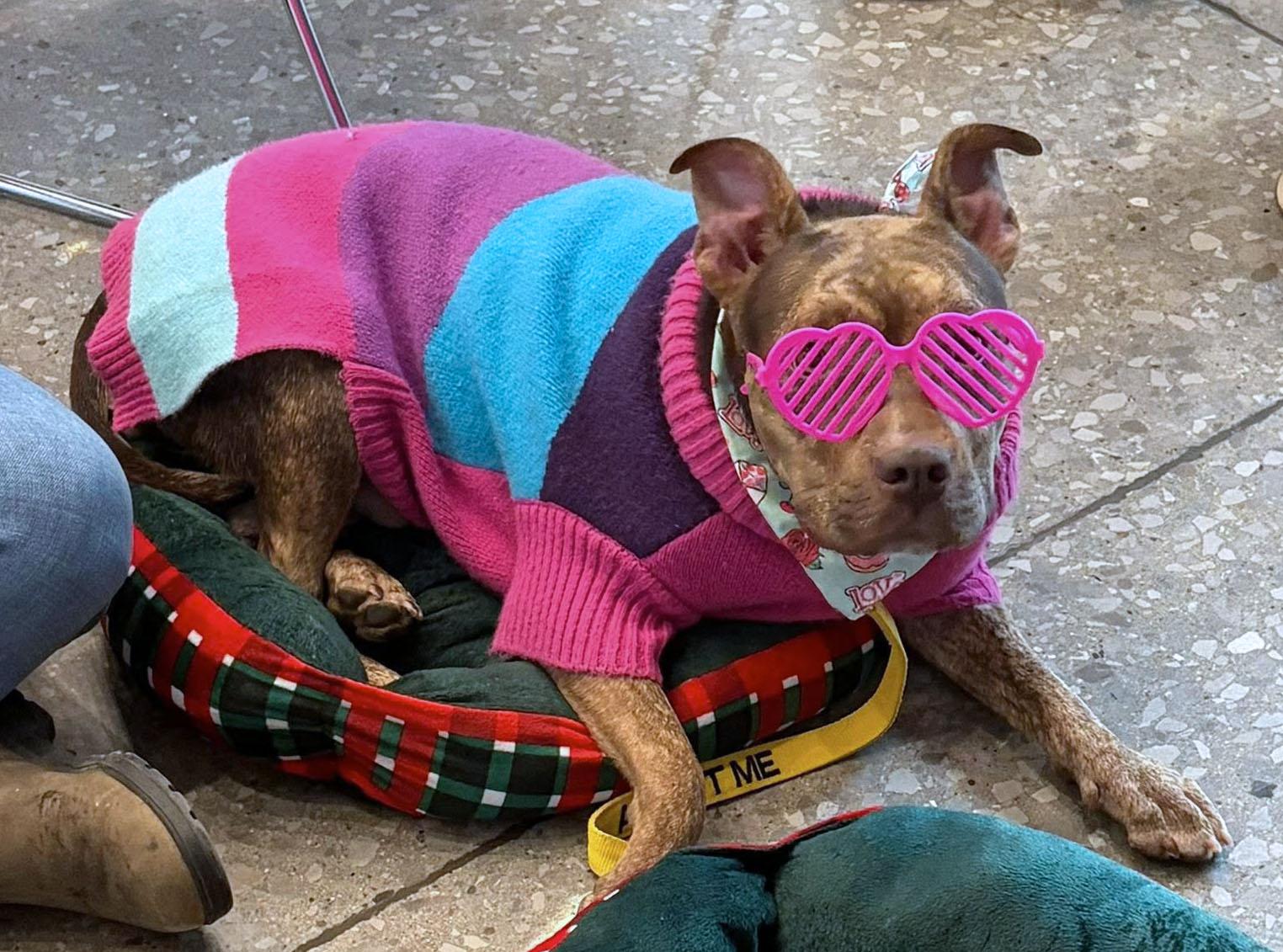 Enlarge Princess (AO35944), a ADOPTABLE mixed breed in Kansas City, KS image 4/6