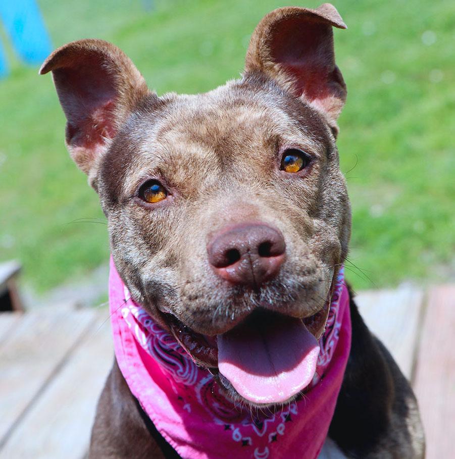 Princess (AO35944), ADOPTABLE, Young Female Pit Bull Terrier.