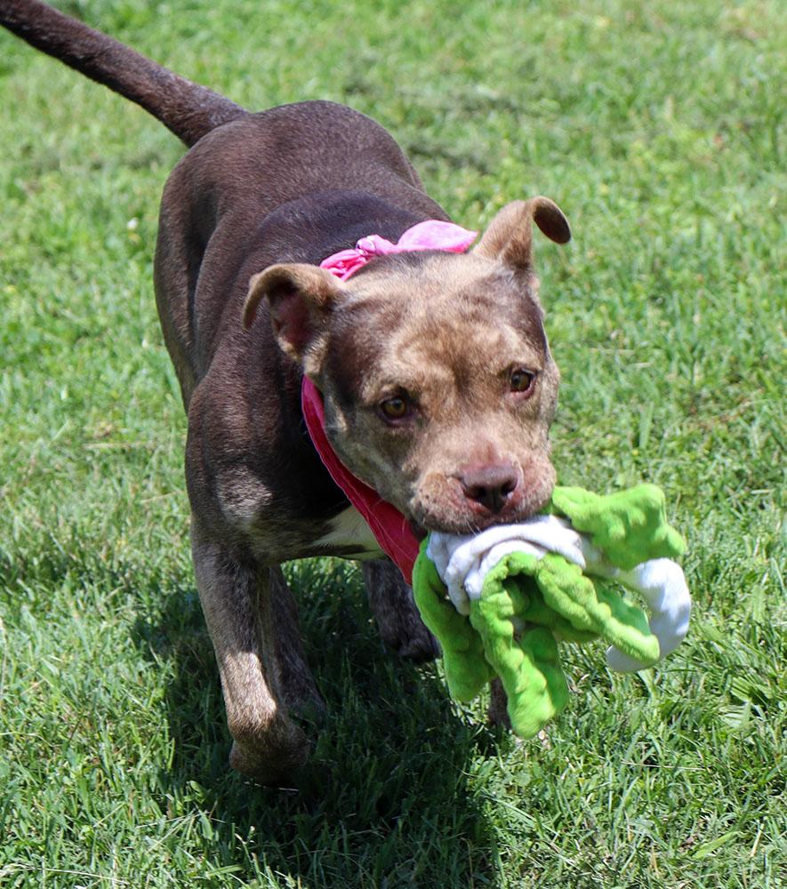 Princess (AO35944), a ADOPTABLE mixed breed in Kansas City, KS image 5/6