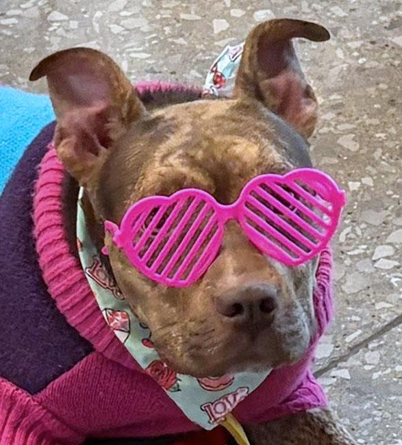 Enlarge Princess (AO35944), a ADOPTABLE mixed breed in Kansas City, KS image 2/6