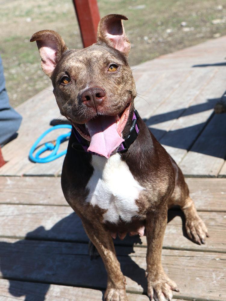 Enlarge Princess (AO35944), a ADOPTABLE mixed breed in Kansas City, KS image 5/6