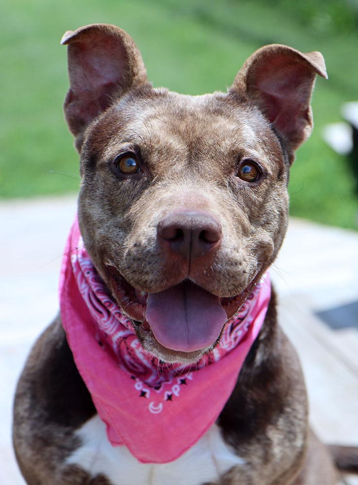 Princess (AO35944), a ADOPTABLE mixed breed in Kansas City, KS image 6/6