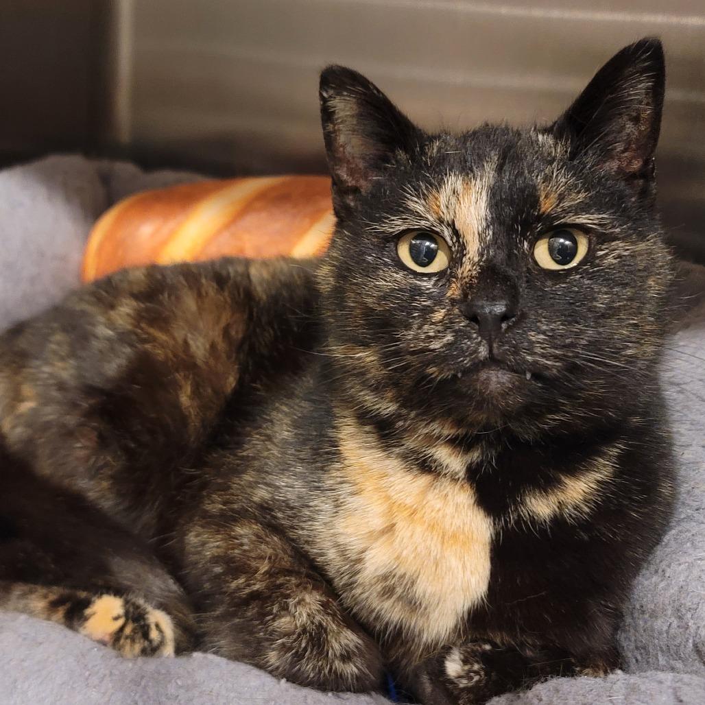 Shamrock, Adoptable, Adult Female American Shorthair.