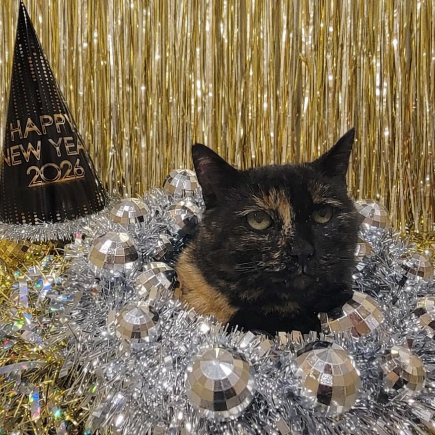 Enlarge Shamrock, a Adoptable American Shorthair in Tipton, IN image 2/6