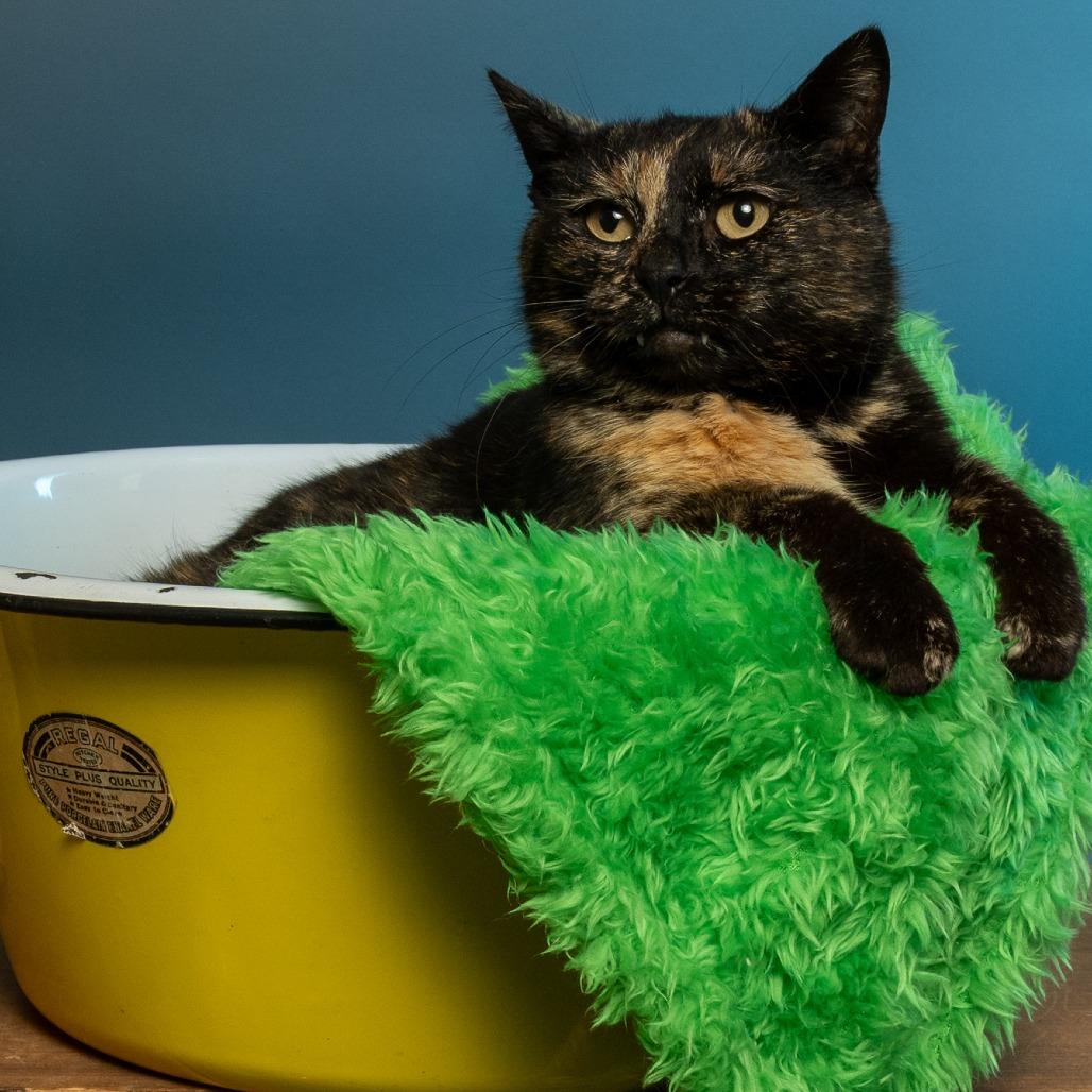 Enlarge Shamrock, a Adoptable American Shorthair in Tipton, IN image 4/6