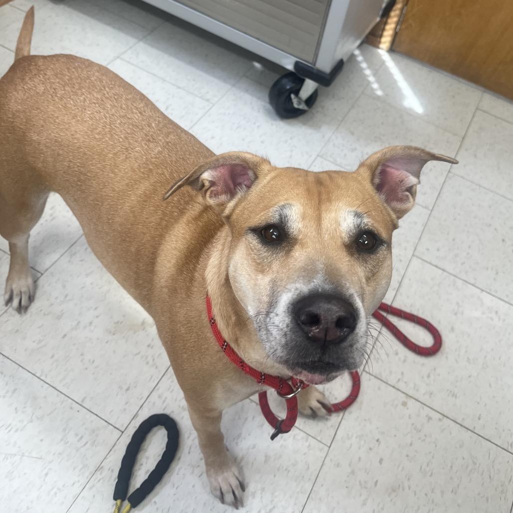 Sugar (Bonded to Honey)(Adoption Fee Sponsored), Adoptable, Adult Female Mixed Breed.