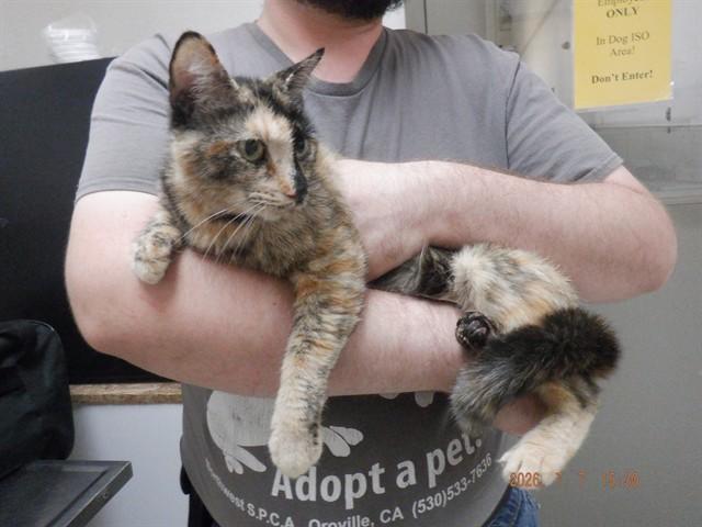 SHERBERT, Adoptable, Adult Female Domestic Short Hair.
