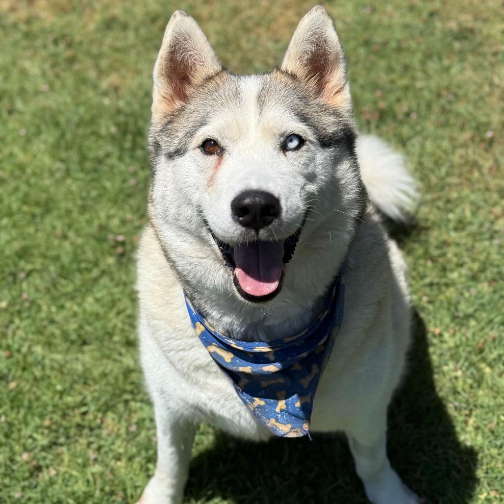 Enlarge Azul, a Adoptable Siberian Husky in Long Beach, CA image 1/6