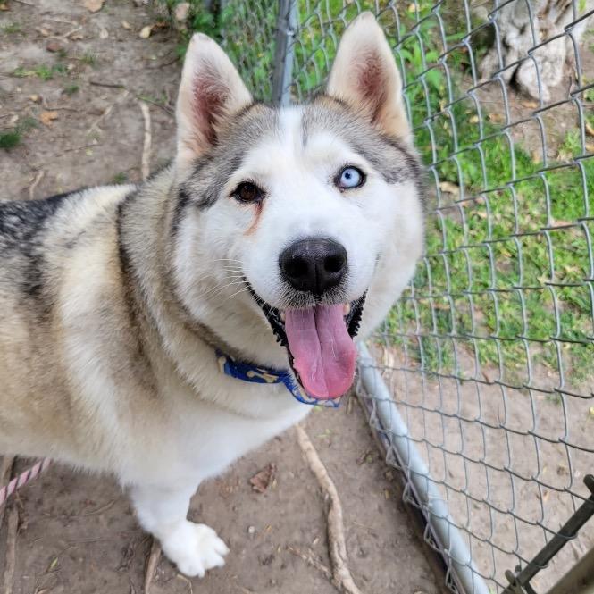 Enlarge Azul, a Adoptable Siberian Husky in Long Beach, CA image 3/6