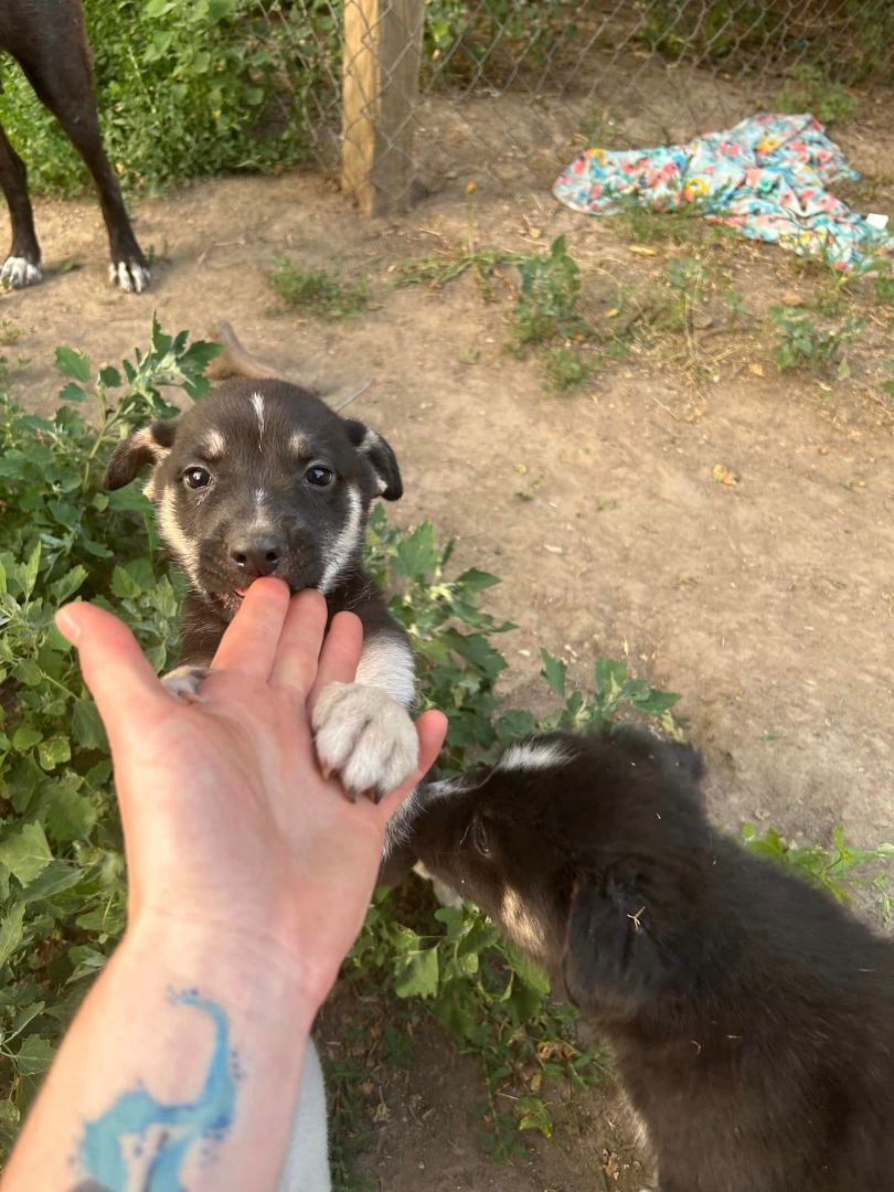 Enlarge Kane, a Adopted mixed breed in Lexington, MO image 1/10