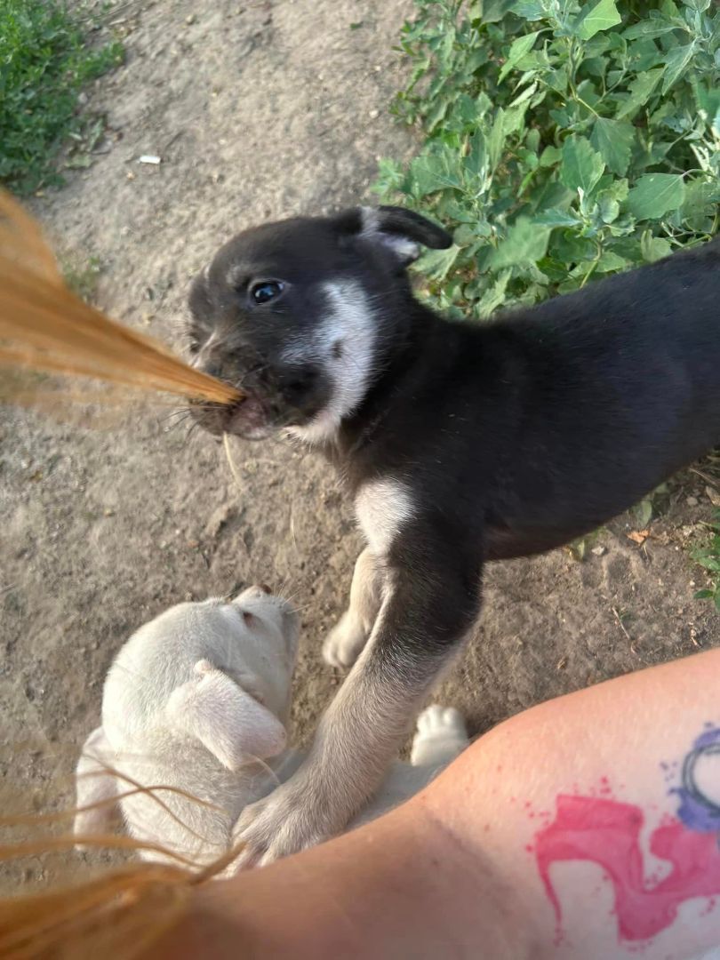 Enlarge Kane, a Adopted mixed breed in Lexington, MO image 2/10