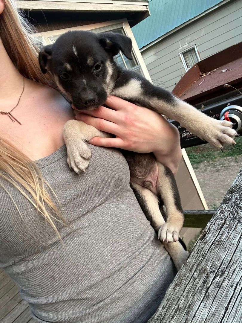 Enlarge Kane, a Adopted mixed breed in Lexington, MO image 4/10