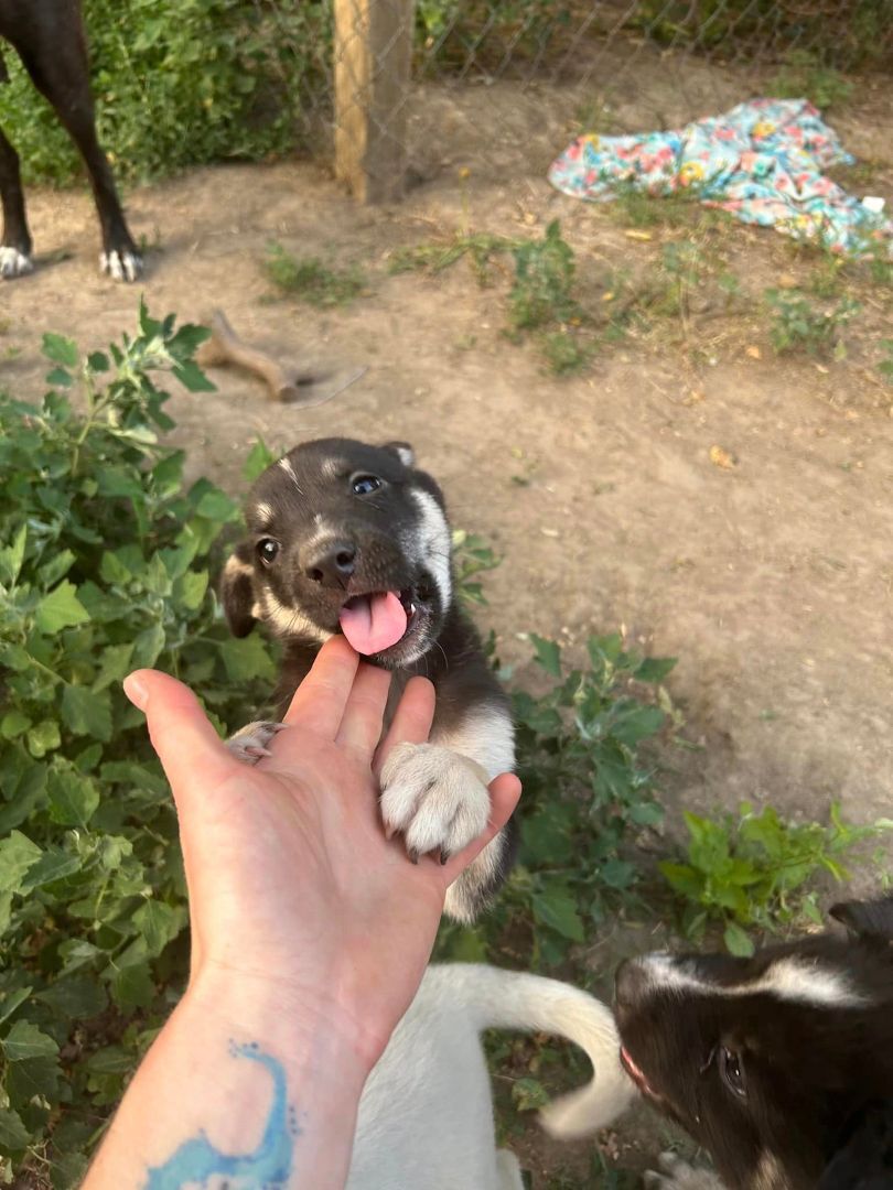 Enlarge Kane, a Adopted mixed breed in Lexington, MO image 5/10