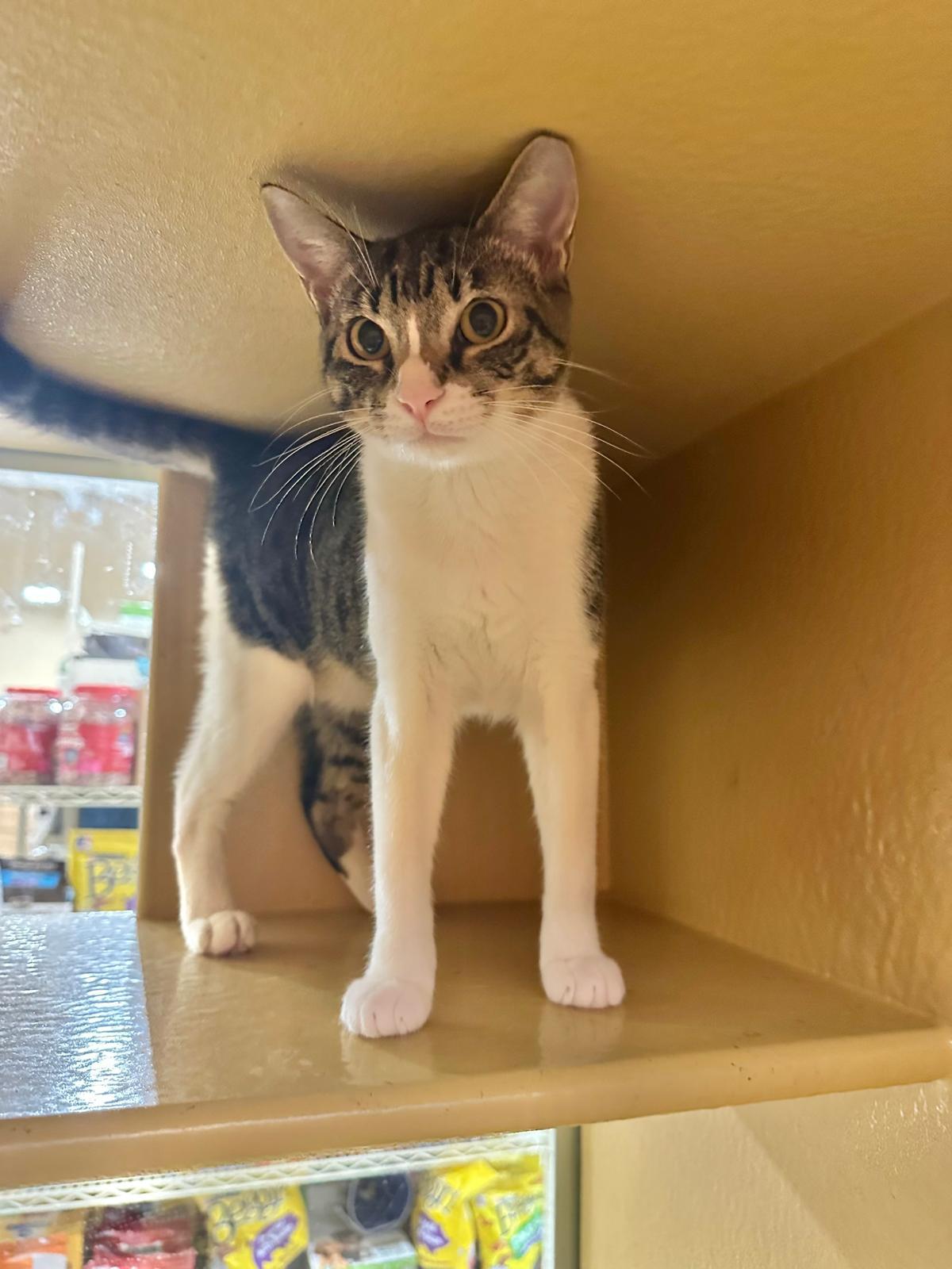 Antonella, a Adoptable Domestic Short Hair in East Boston, MA image 6/6