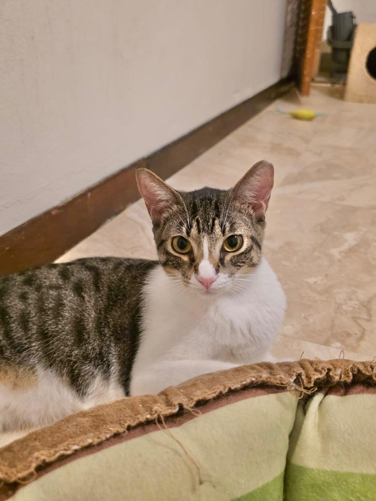 Antonella, a Adoptable Domestic Short Hair in East Boston, MA image 1/6