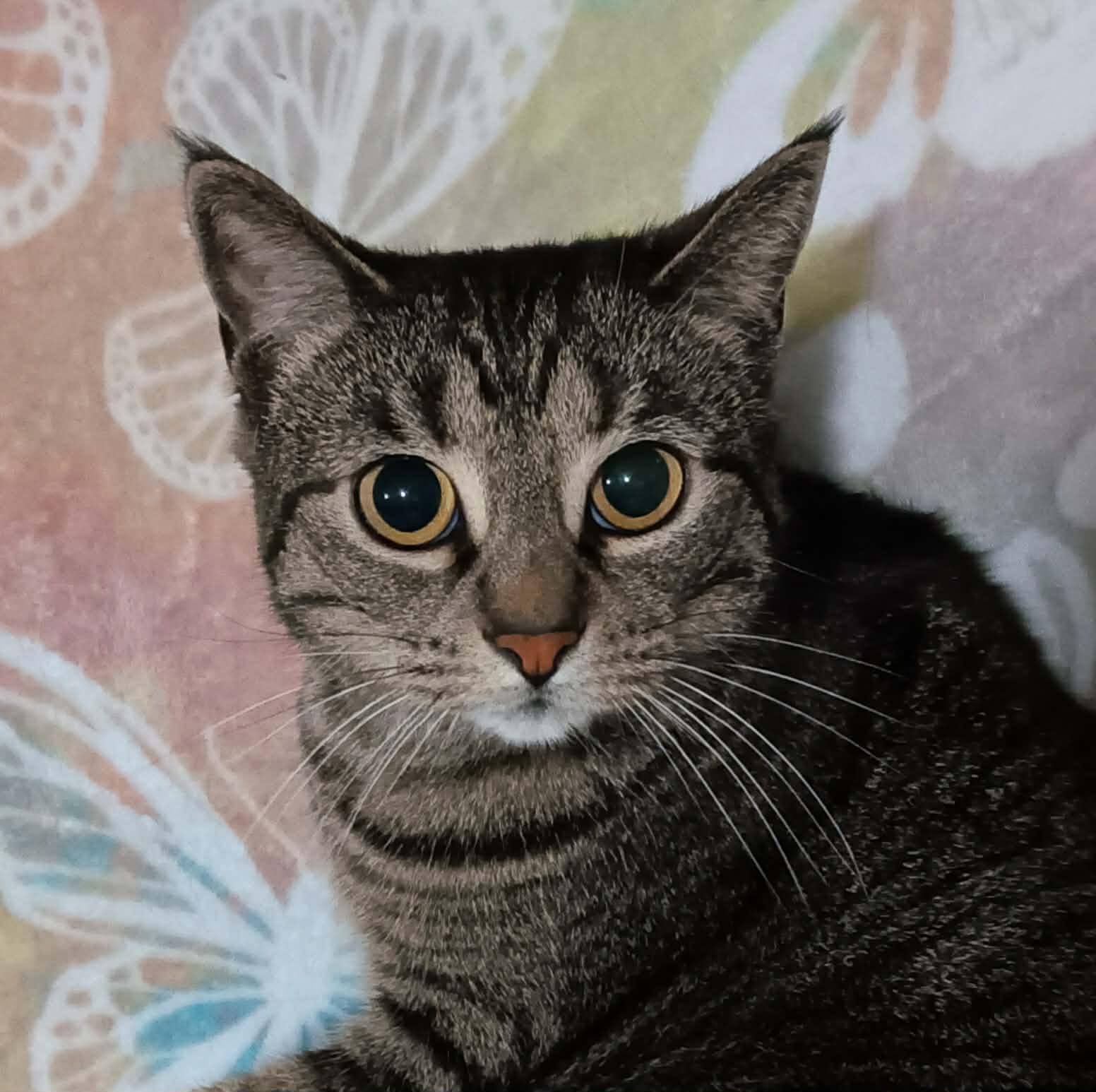 Enlarge Luna, a Adoptable Tabby in Quincy, OH image 1/2