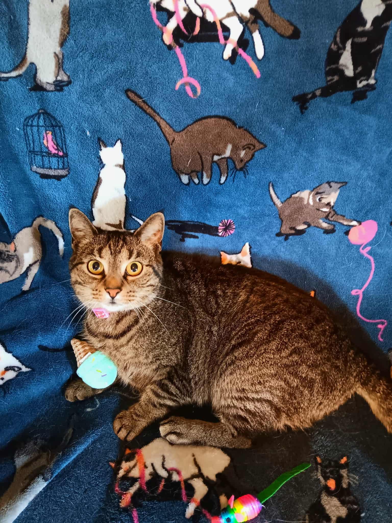 Enlarge Luna, a Adoptable Tabby in Quincy, OH image 1/2