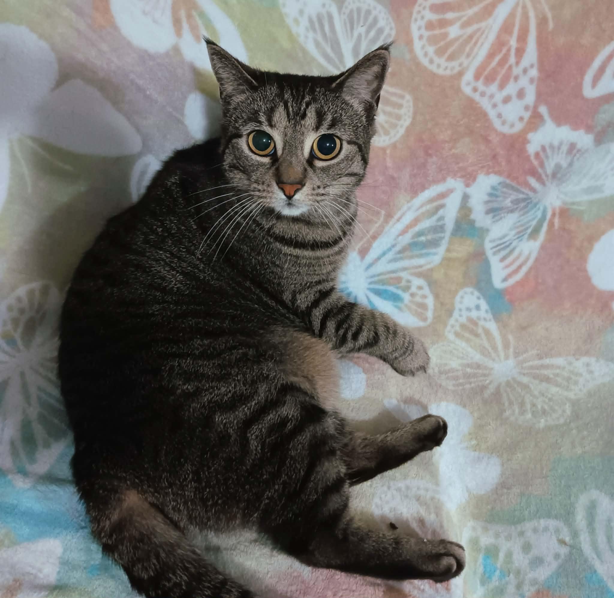 Enlarge Luna, a Adoptable Tabby in Quincy, OH image 2/2