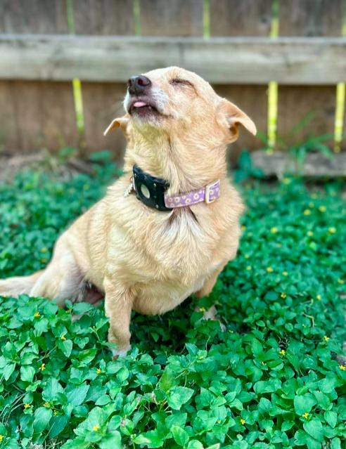 Enlarge georgie, a Adoptable mixed breed in North Richland Hills, TX image 4/4