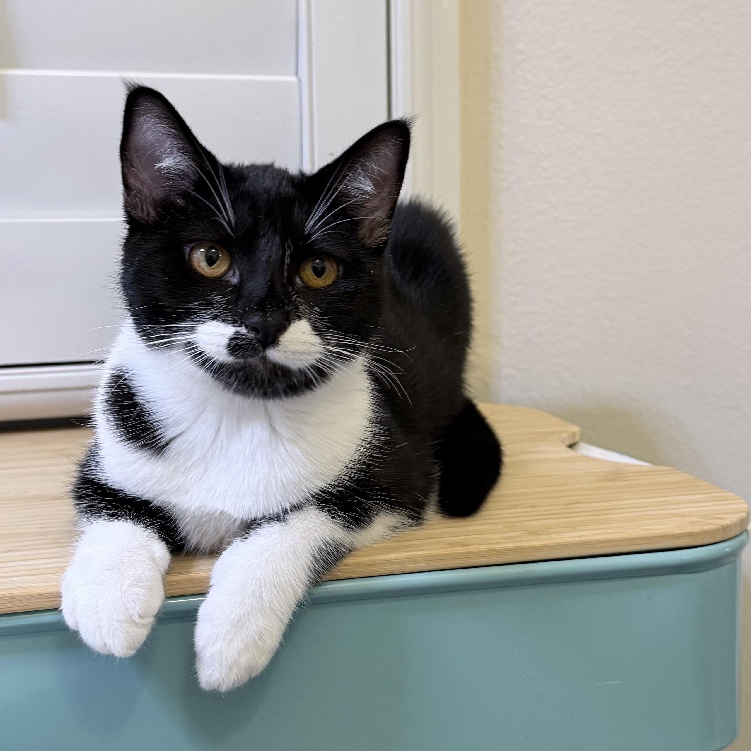 Domino, Adoptable, Young Female Tuxedo.