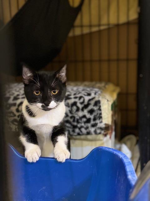 Enlarge Domino, a Adoptable Tuxedo in South San Francisco, CA image 3/4