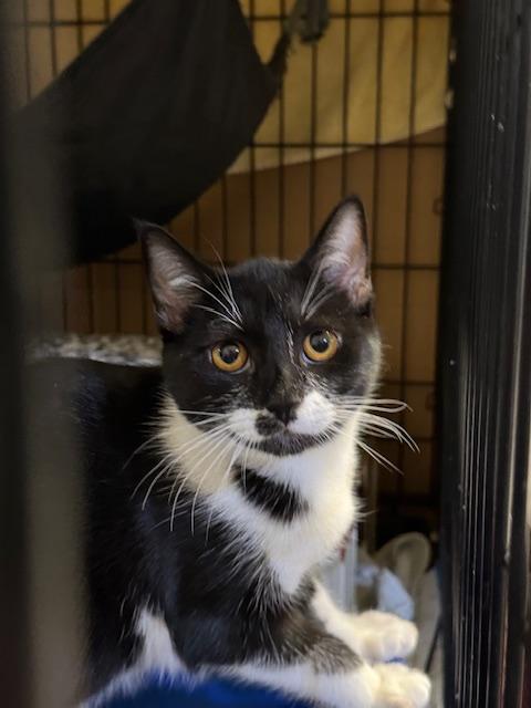 Enlarge Domino, a Adoptable Tuxedo in South San Francisco, CA image 4/4