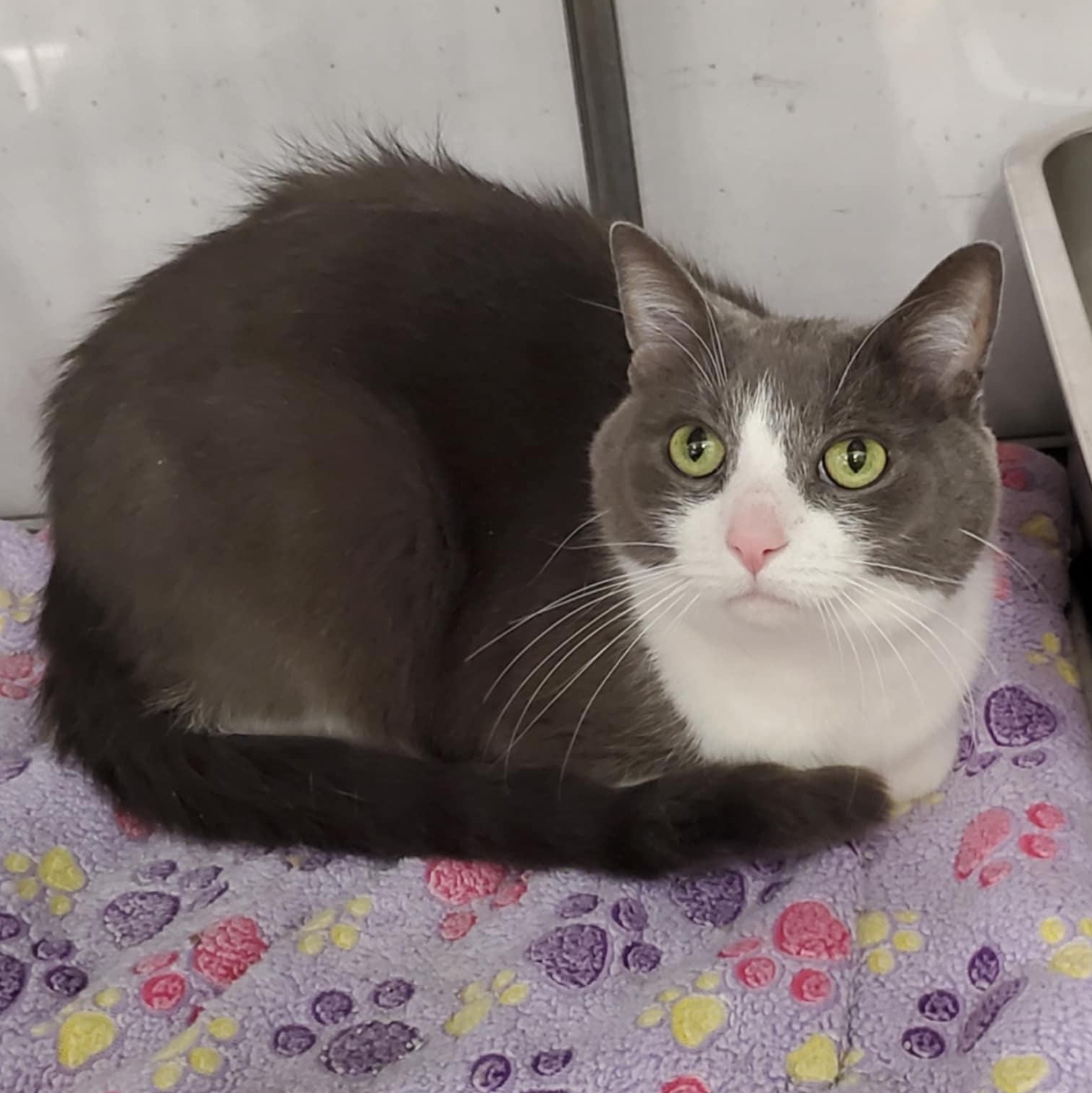 Cheese @ Livonia PetSmart, a Adoptable Domestic Short Hair in Livonia, MI image 4/5