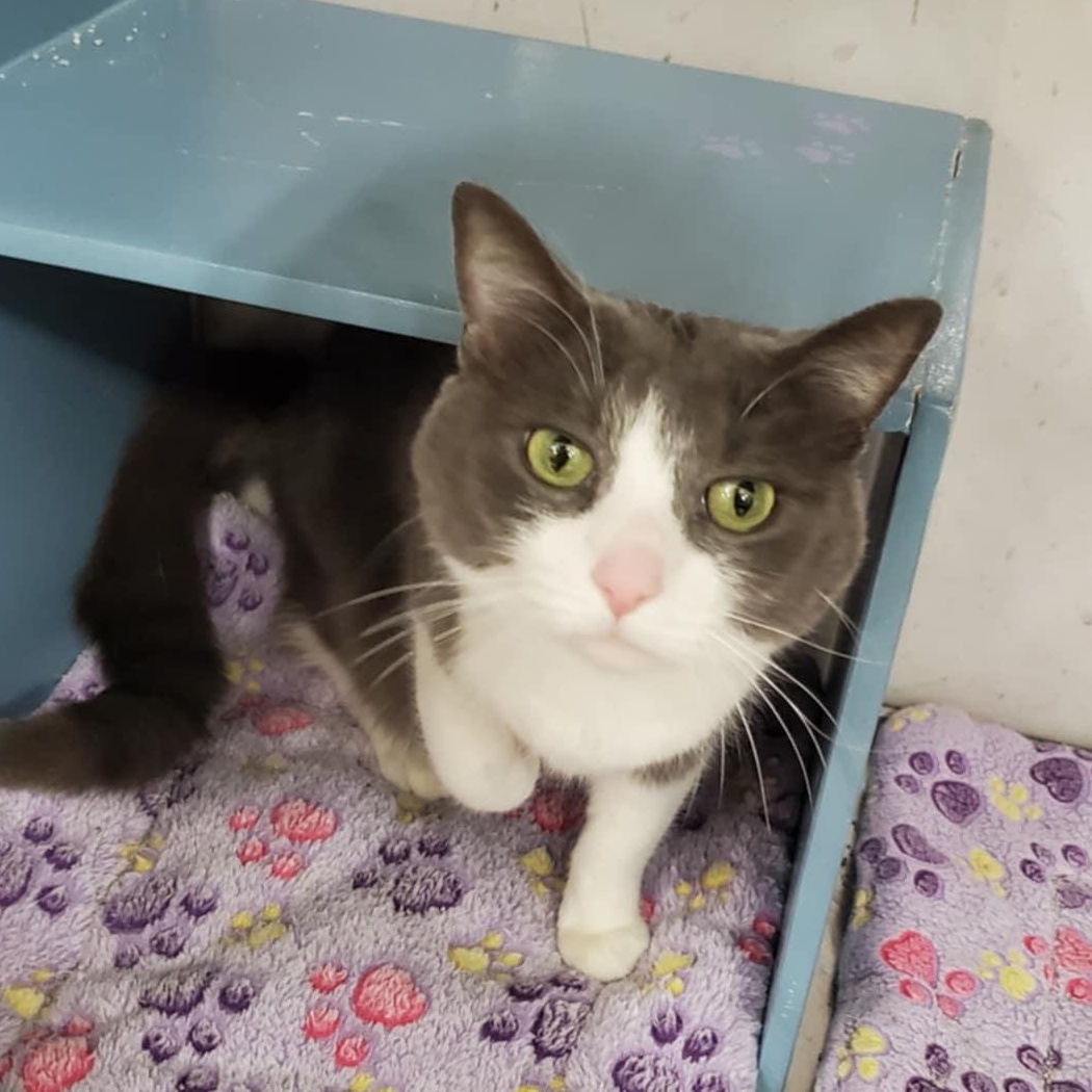 Cheese @ Livonia PetSmart, a Adoptable Domestic Short Hair in Livonia, MI image 3/5