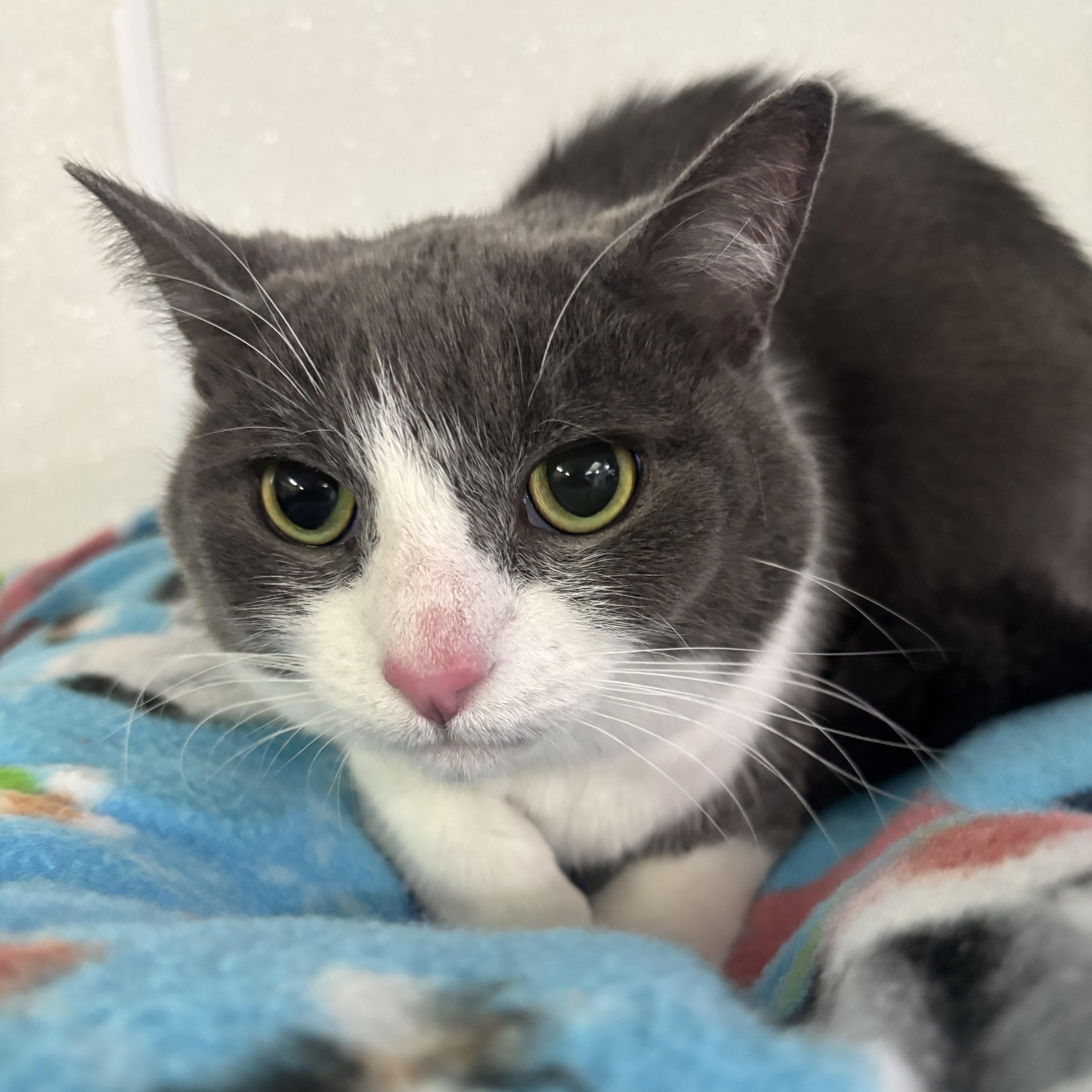 Cheese @ Livonia PetSmart, a Adoptable Domestic Short Hair in Livonia, MI image 2/5