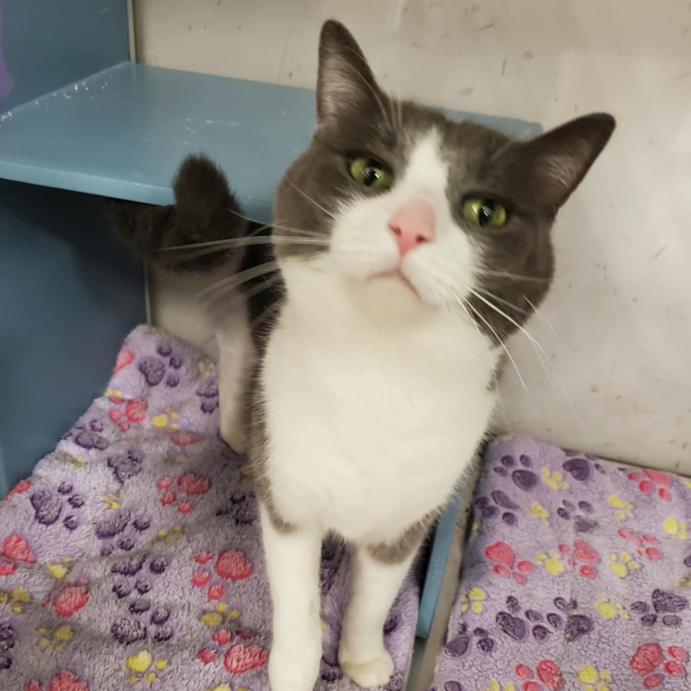 Cheese @ Livonia PetSmart, Adoptable, Adult Male Domestic Short Hair.