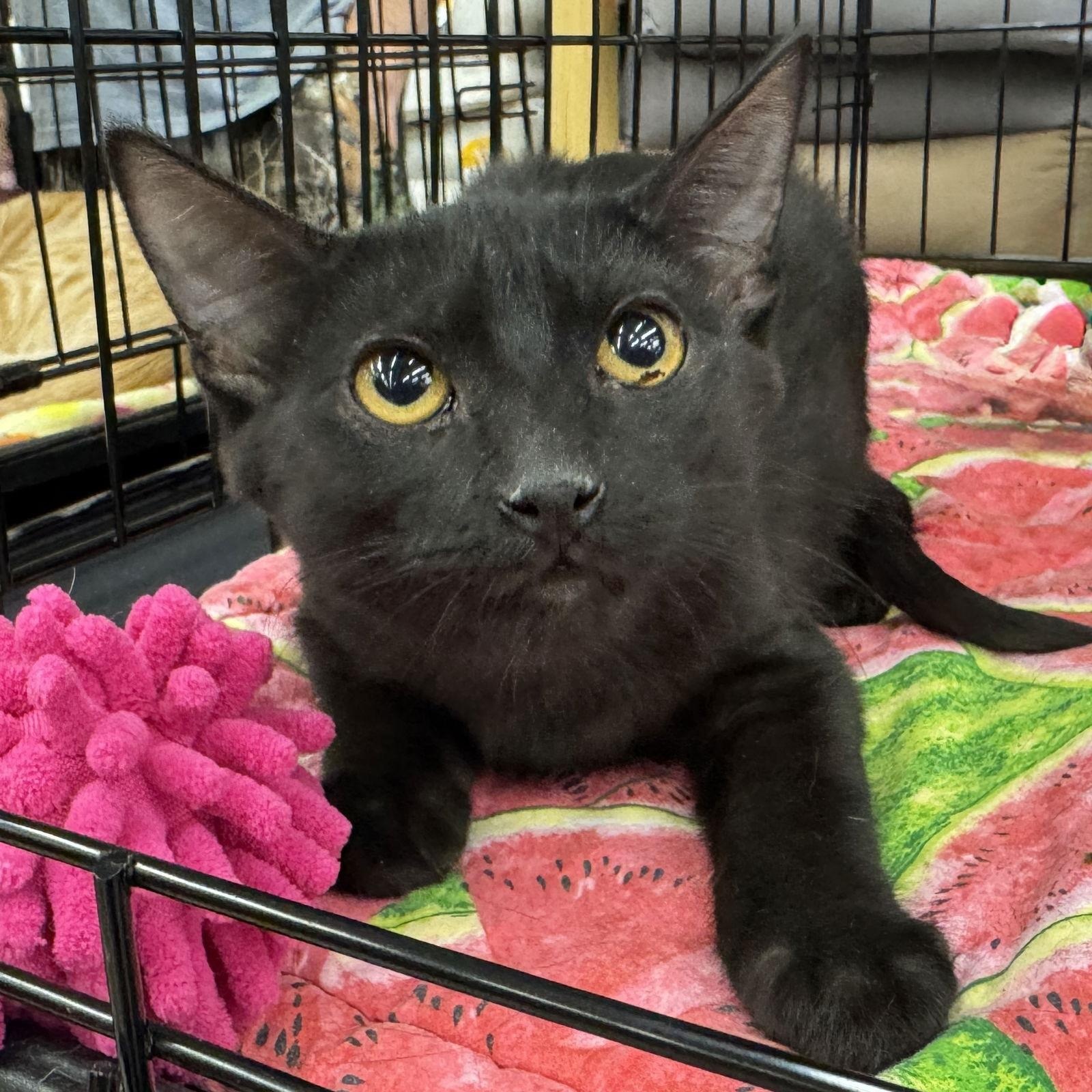 Enlarge Calypso, a ADOPTABLE Domestic Short Hair in League City, TX image 2/2