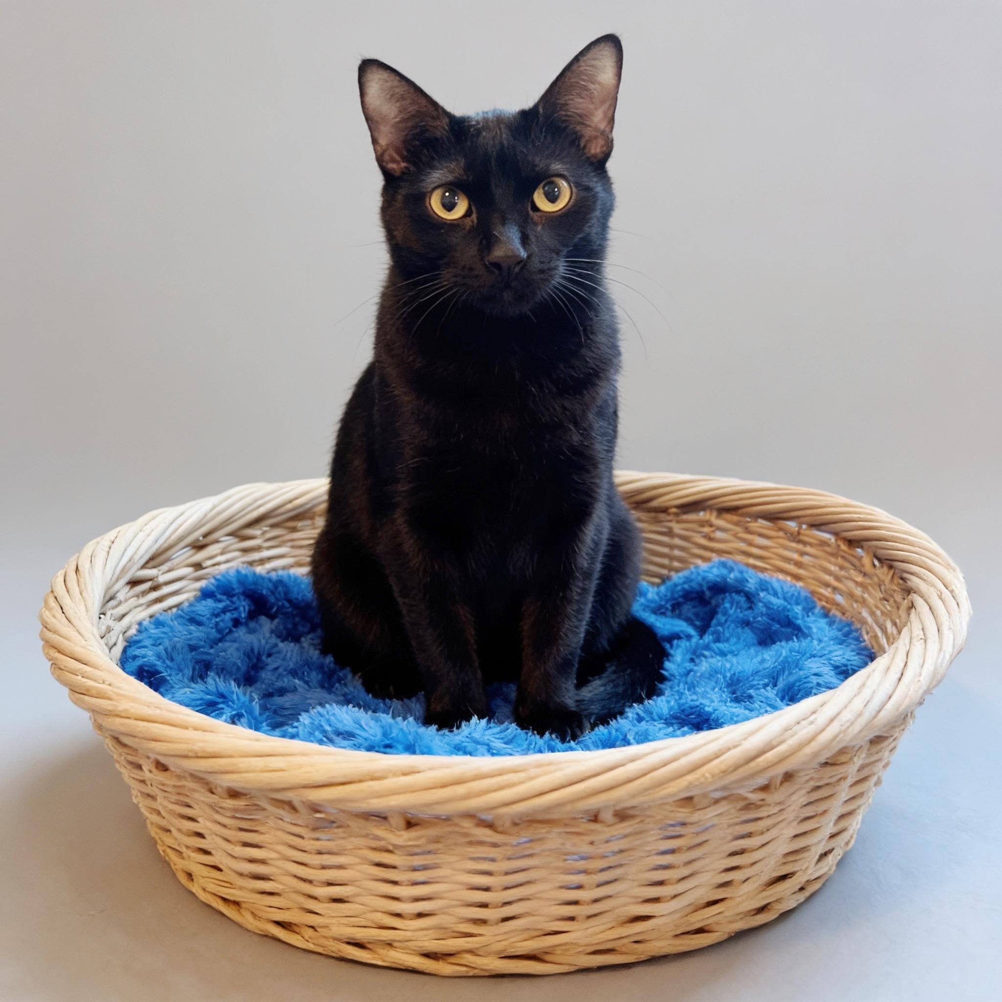 Cal - shy but so, so, sweet, an adoptable Domestic Short Hair in League City, TX image 1/4