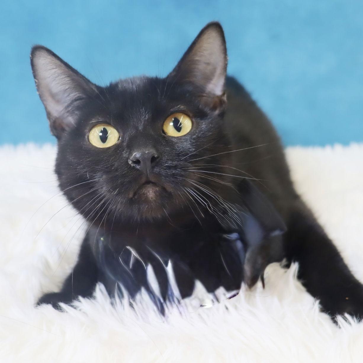 Enlarge Calypso, a ADOPTABLE Domestic Short Hair in League City, TX image 1/2