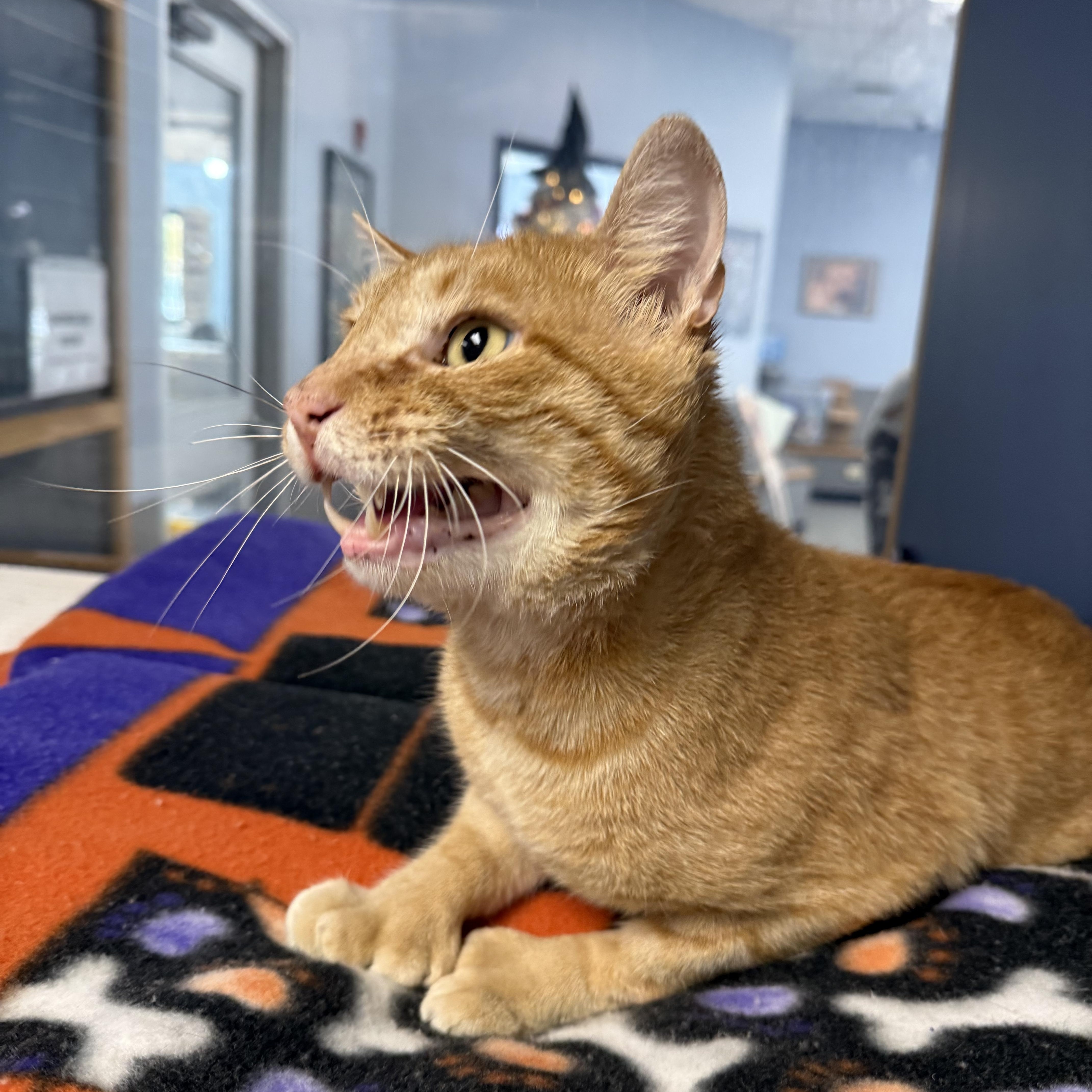 Enlarge Oswald, a Adoptable Domestic Short Hair in Yonkers, NY image 5/6
