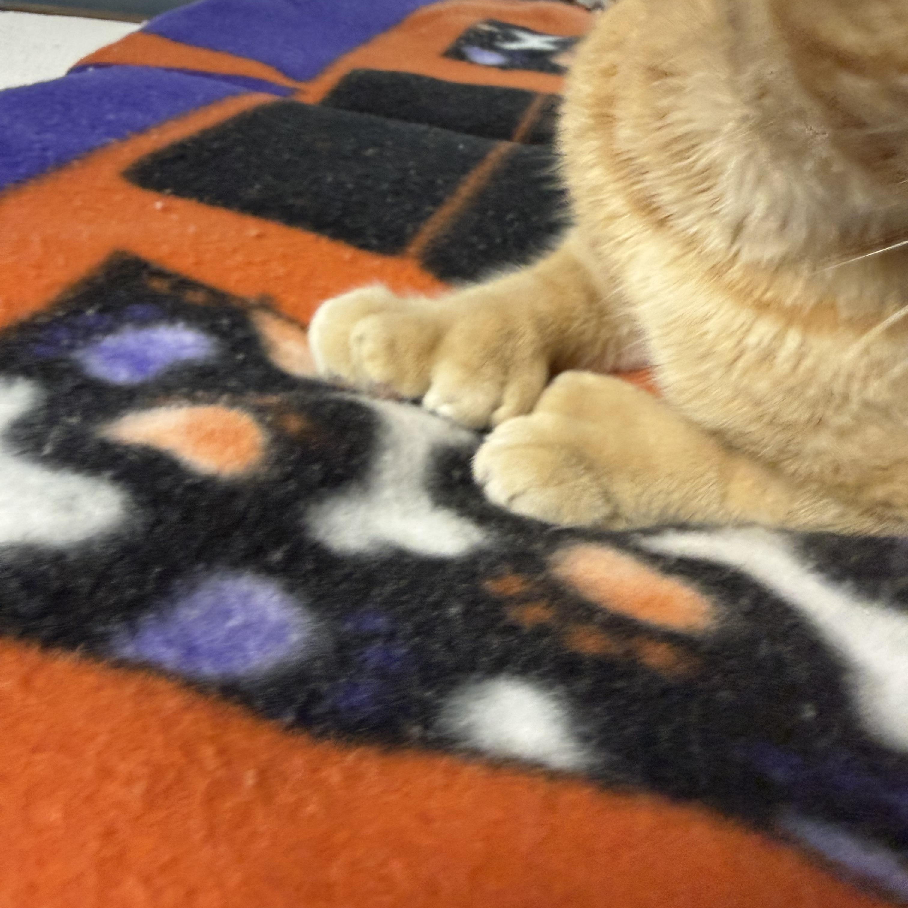 Enlarge Oswald, a Adoptable Domestic Short Hair in Yonkers, NY image 4/6