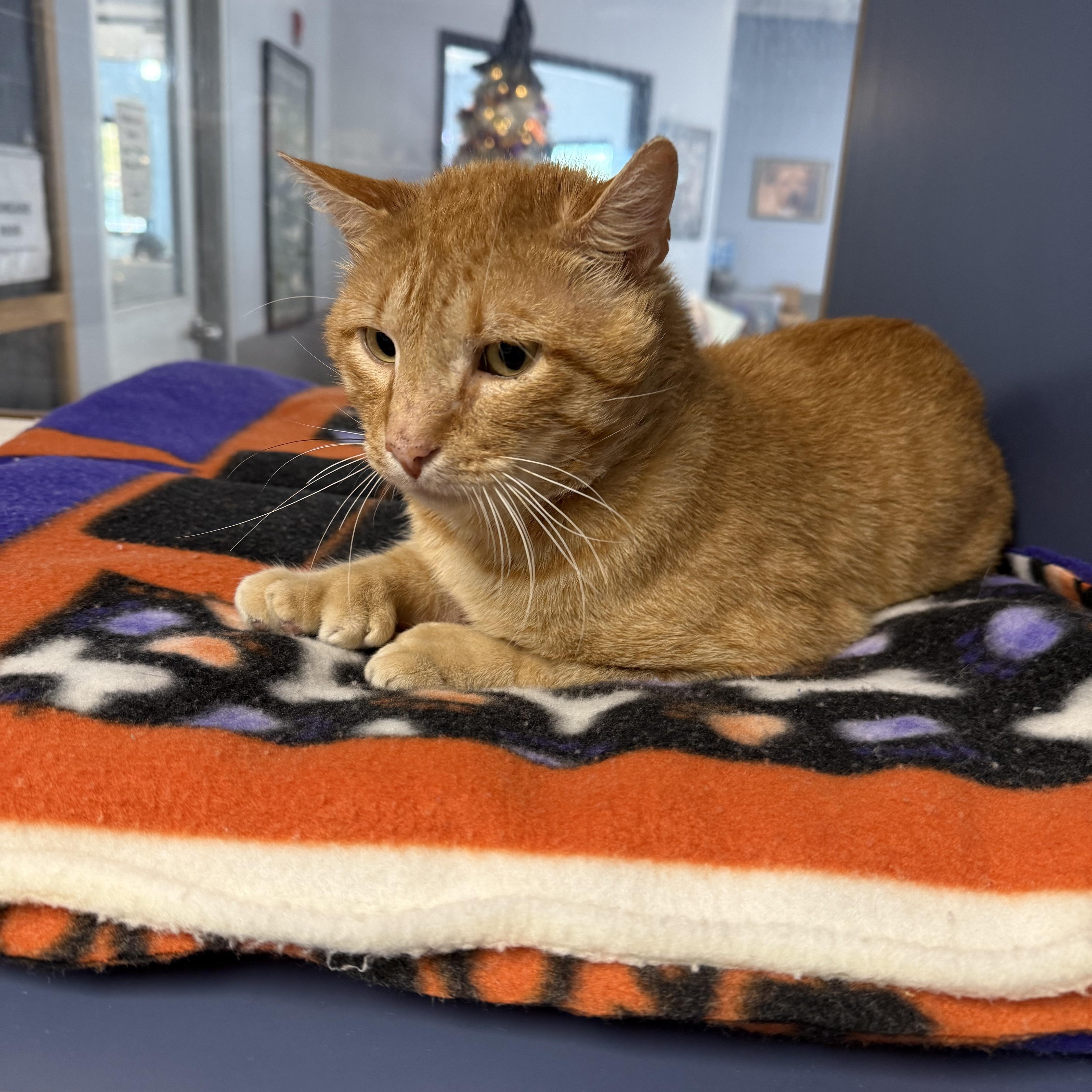 Enlarge Oswald, a Adoptable Domestic Short Hair in Yonkers, NY image 6/6