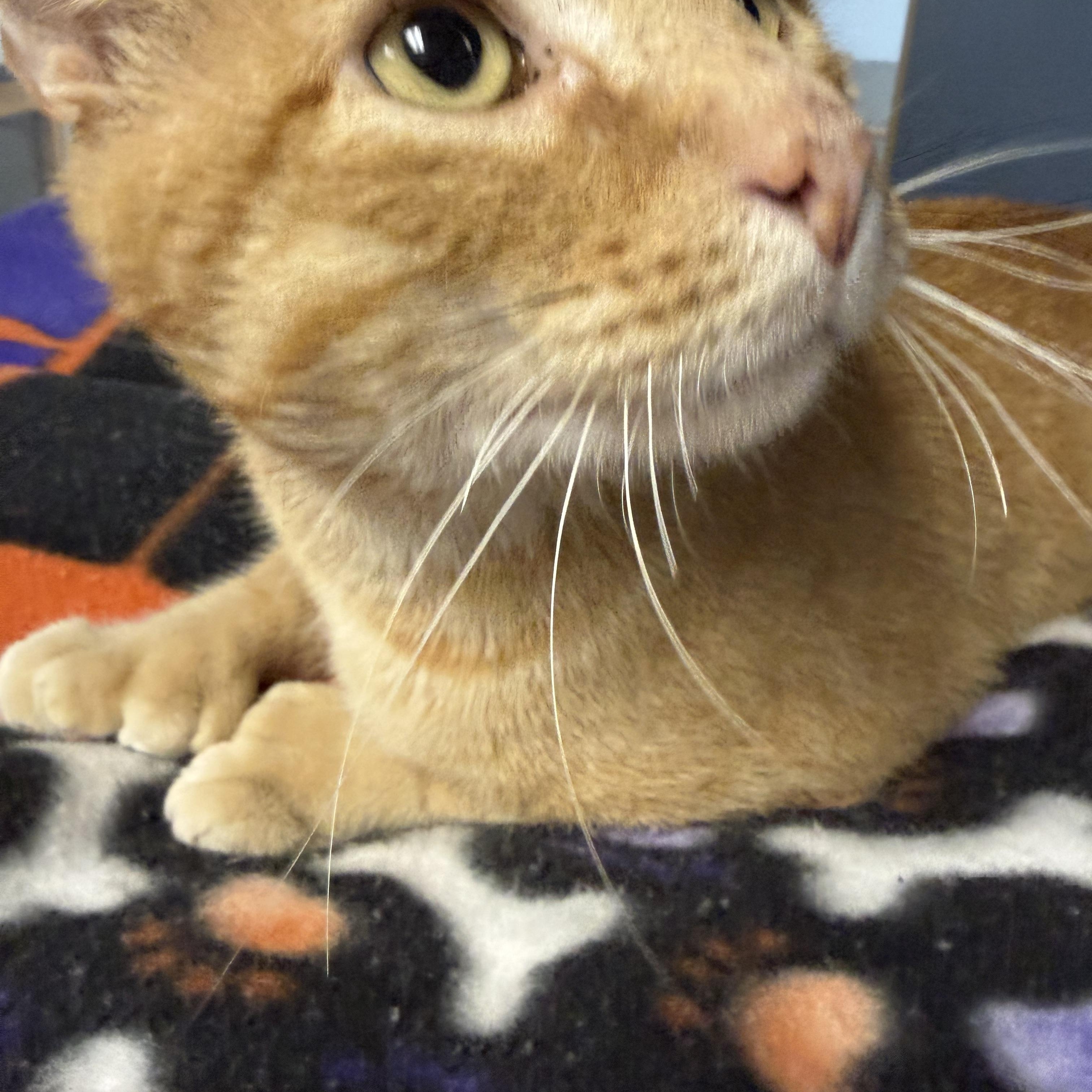 Enlarge Oswald, a Adoptable Domestic Short Hair in Yonkers, NY image 2/6