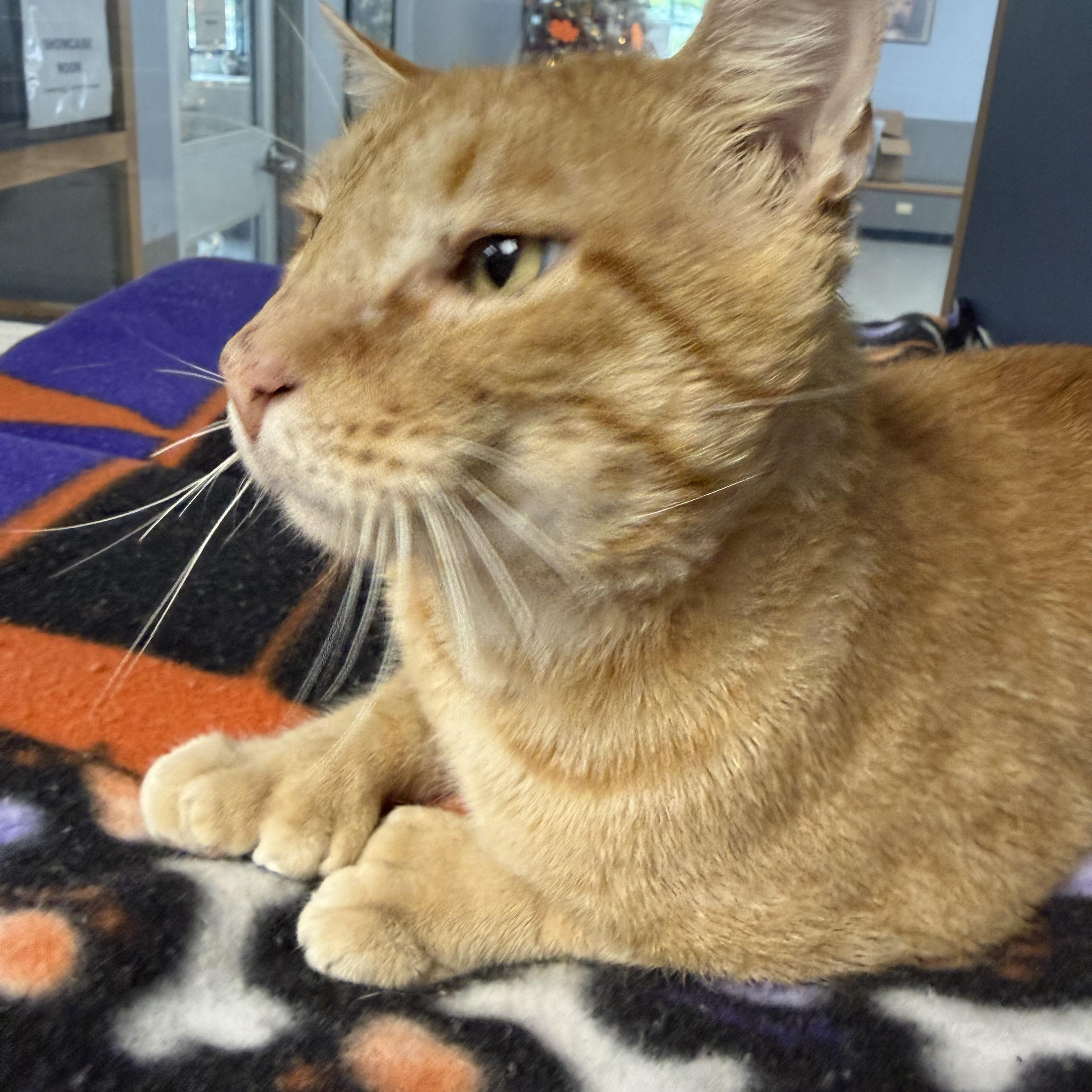 Enlarge Oswald, a Adoptable Domestic Short Hair in Yonkers, NY image 3/6