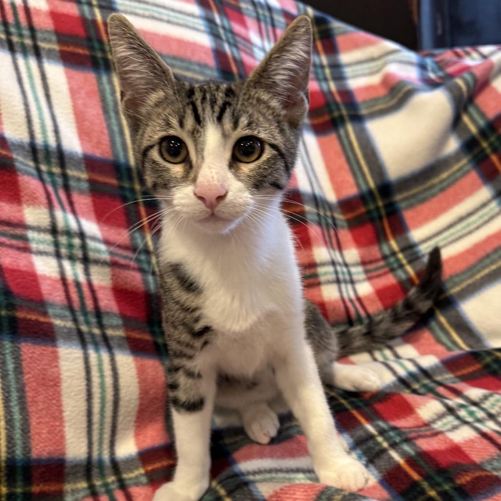 Enlarge Forrest, a Adoptable Domestic Short Hair in Tustin, CA image 1/2